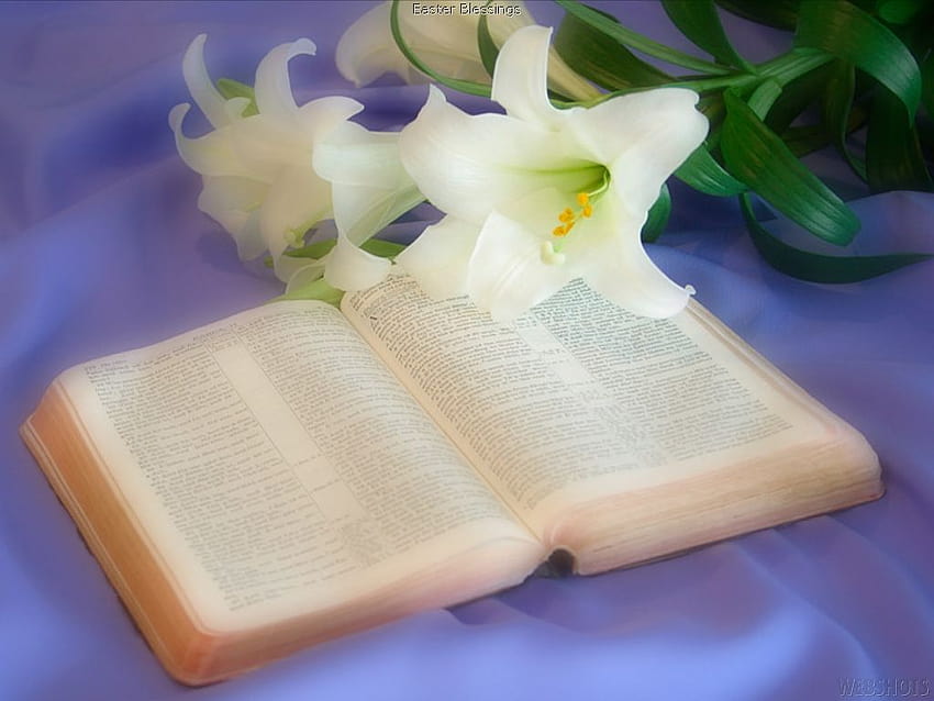 Bible !, easter flowers and bible HD wallpaper