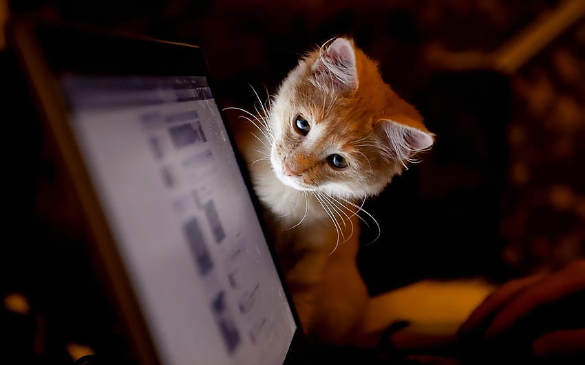 Orange kitten looking on laptop screen, orange cat laptop HD wallpaper