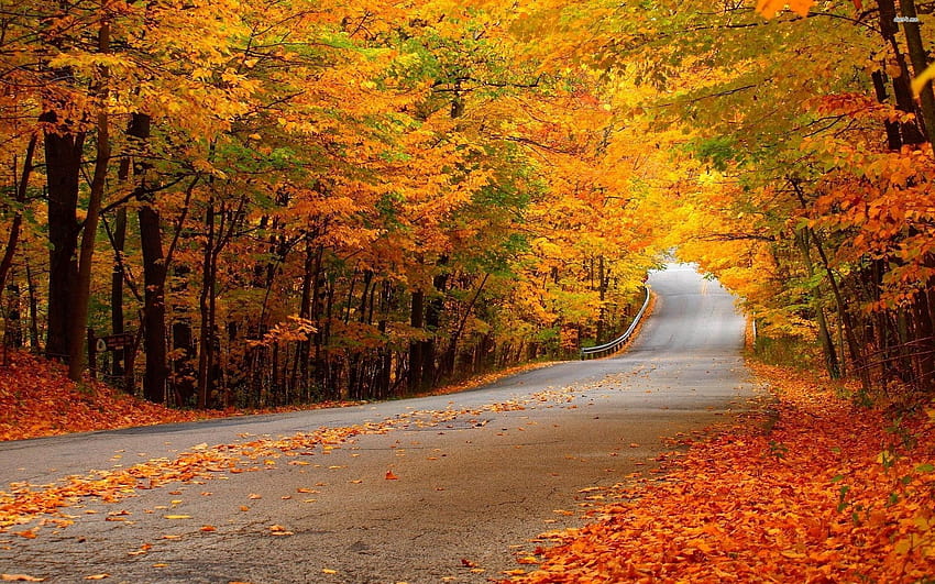 Road through the autumn woods HD wallpaper | Pxfuel