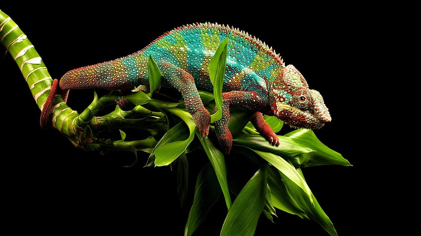 Ultra Reptile , Backgrounds 3840x2160, reptiles HD wallpaper | Pxfuel