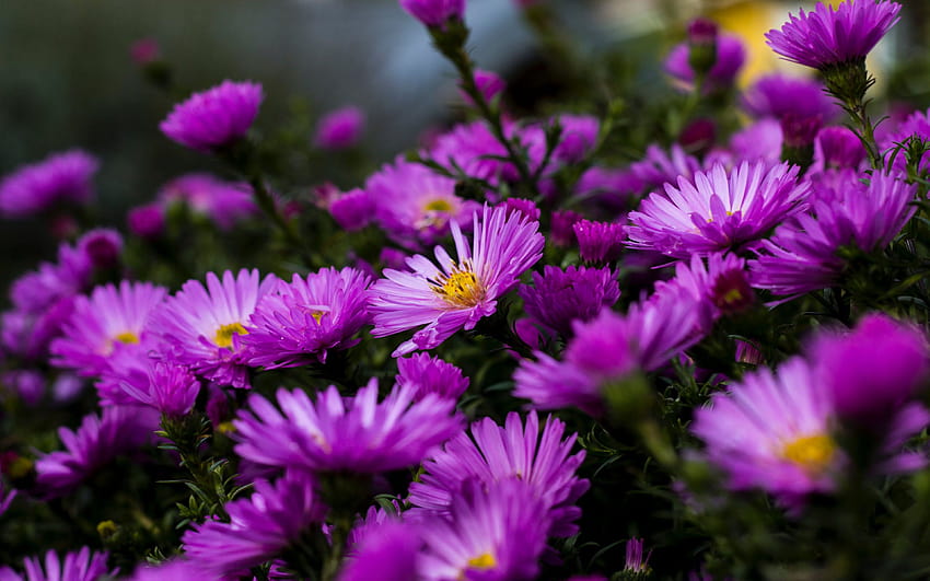 Garden Plants Blossoming On Purple Aster Flowers Summer Ultra, flowers ultra HD wallpaper