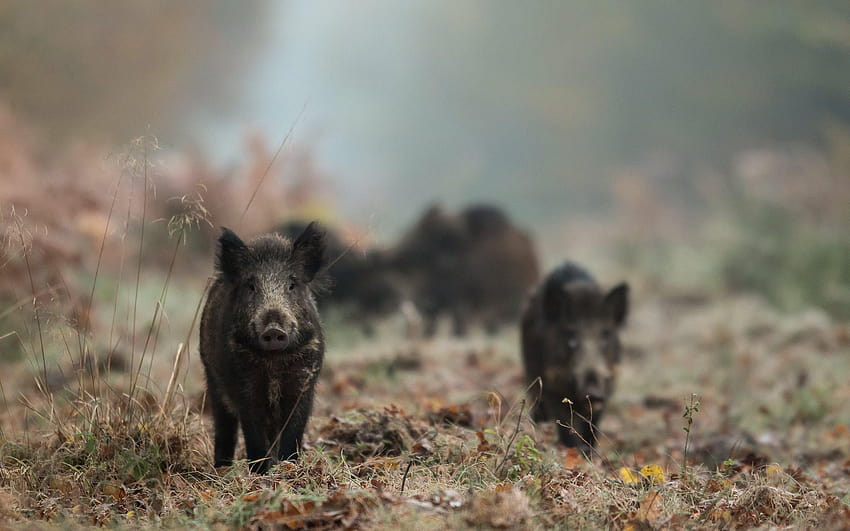 Wild boars, forest, black boar, forest animals, wild pigs HD wallpaper ...