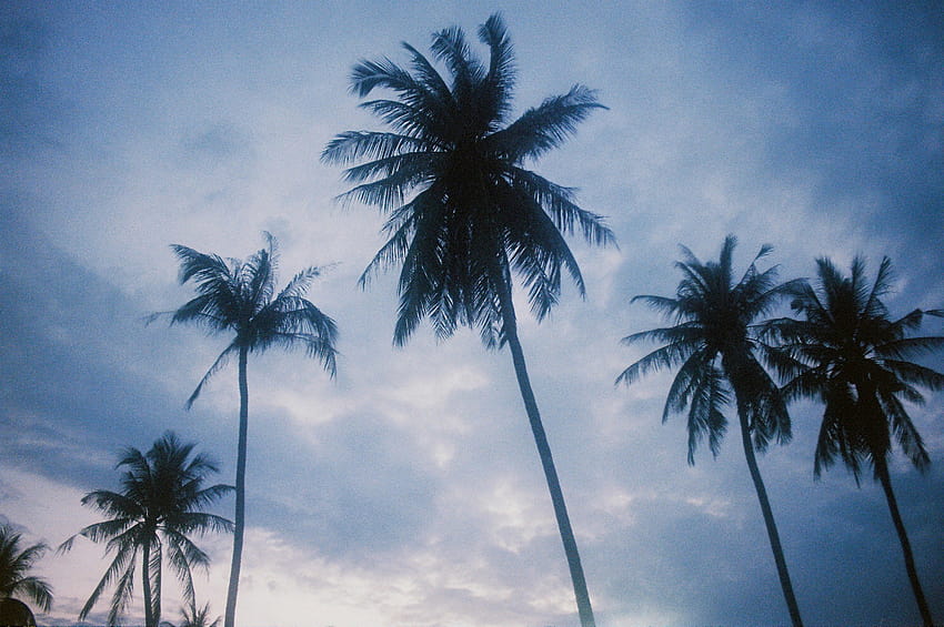 : ความวิตกกังวล ความกลัว พระอาทิตย์ตก เบา สีน้ำเงิน ฝ่ามือ ฝ่ามือ ประเทศไทย เกาะ สมุย เกาะ เรียบง่าย ความงาม ทะเล ริมทะเล ท้องฟ้า เมฆ 35MM ฟิล์ม rullino, Kodak, ultramax, 400, อะนาล็อก, อะนาล็อก 2285x1519 สวยงามจริงๆ วอลล์เปเปอร์ HD