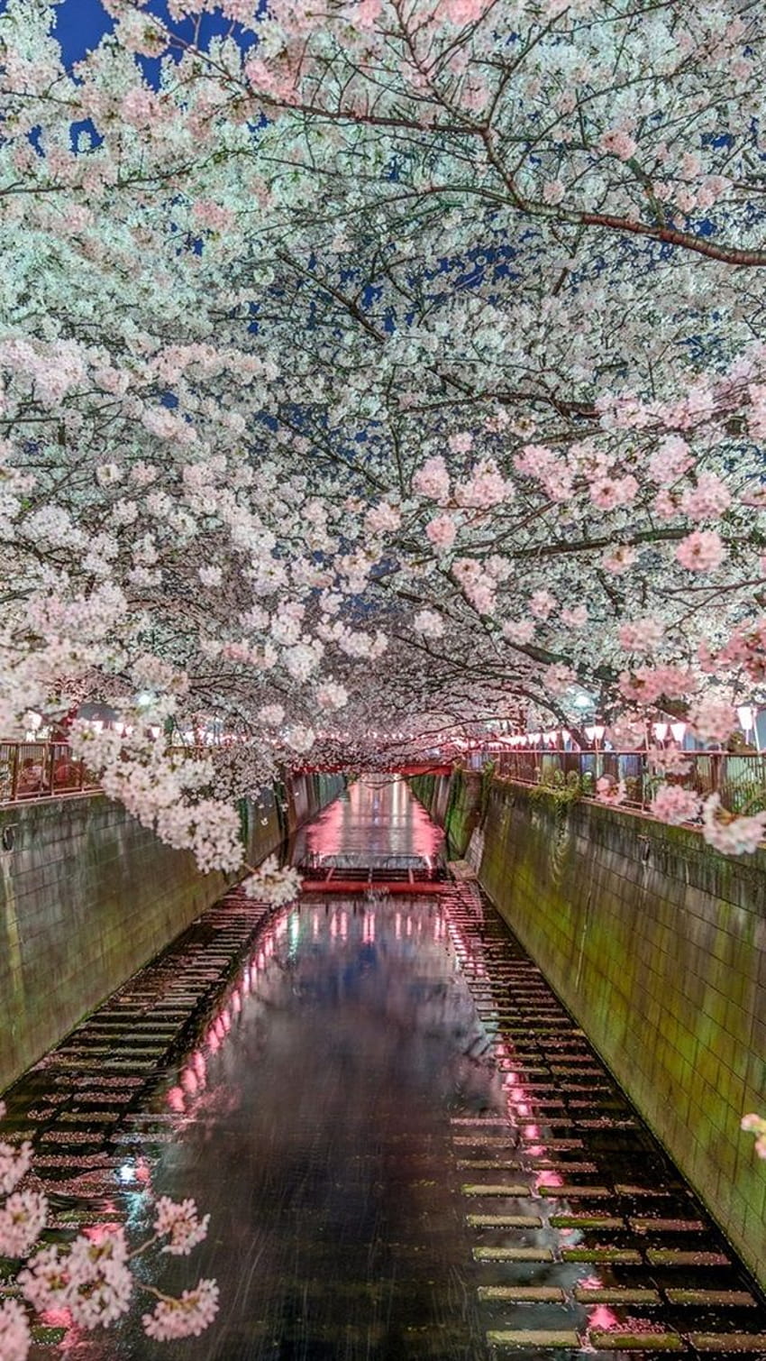 Iphone Tokio, Japón, Sakura, Flores Bonitas, Japan Sakura fondo de pantalla del teléfono