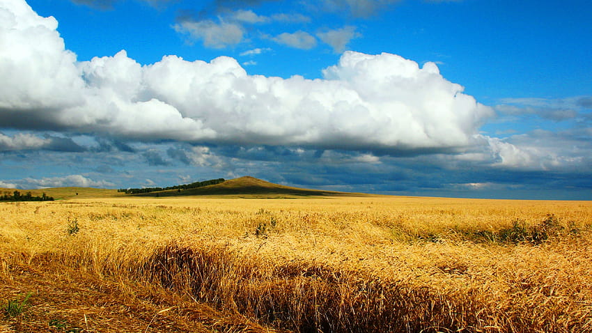 field, wheat, autumn, cleaning, kazakhstan, petropavlovsk, heaven, cloud, distance, endless wheat,…, wheat field HD wallpaper