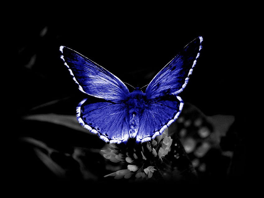 Butterfly High Quality , iphone, видове пеперуди HD тапет