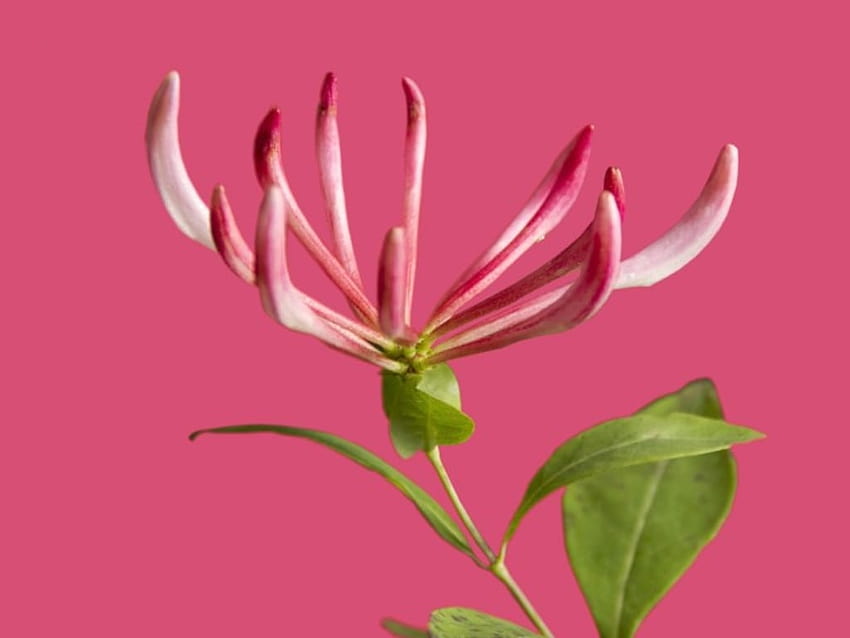 Honeysuckle Color HD wallpaper