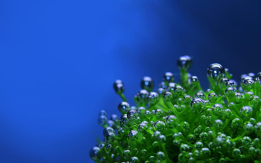 rośliny wodne, rośliny morskie Tapeta HD