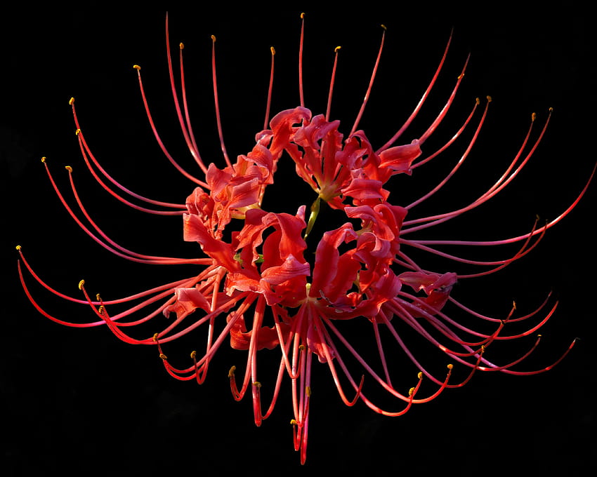 Lycoris radiata, czerwona lilia pająka Tapeta HD