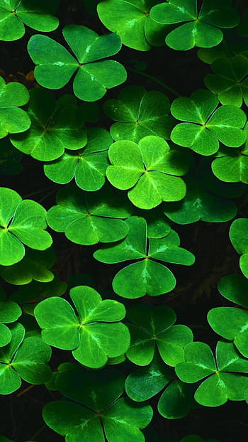 Hình nền điện thoại St. Patrick\'s Day: Chuẩn bị cho ngày lễ St. Patrick\'s Day với những hình nền độc đáo và đầy màu sắc trên điện thoại của bạn. Những chiếc rượu bia xanh, những lá phiếu vàng và những cánh hoa tươi sáng sẽ là những điểm nhấn tuyệt vời để tạo nên không khí lễ hội cho điện thoại của bạn. Hãy tải xuống ngay để tận hưởng không khí của ngày lễ St. Patrick\'s Day.