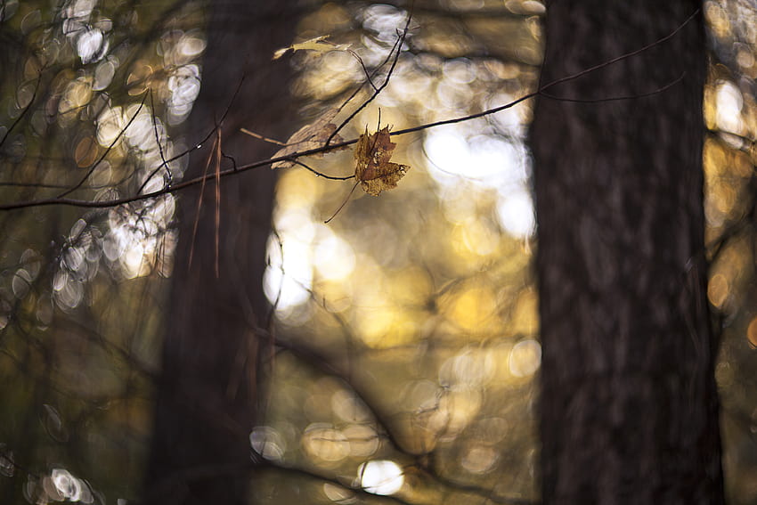 : sunlight, forest, fall, leaves, nature, wood, branch, yellow, morning, wildlife, windy, bokeh, light, tree, autumn, leaf, plant, branches, woodland, twig, computer , trunk, deciduous, pines, helios, clamson 5616x3744, pinus HD wallpaper