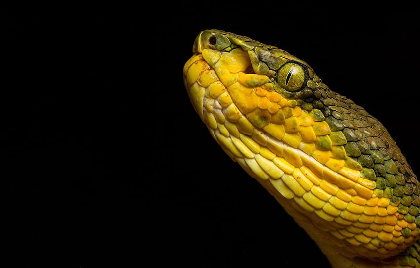 snake, Trimeresurus gramineus, Bamboo pit viper for HD wallpaper