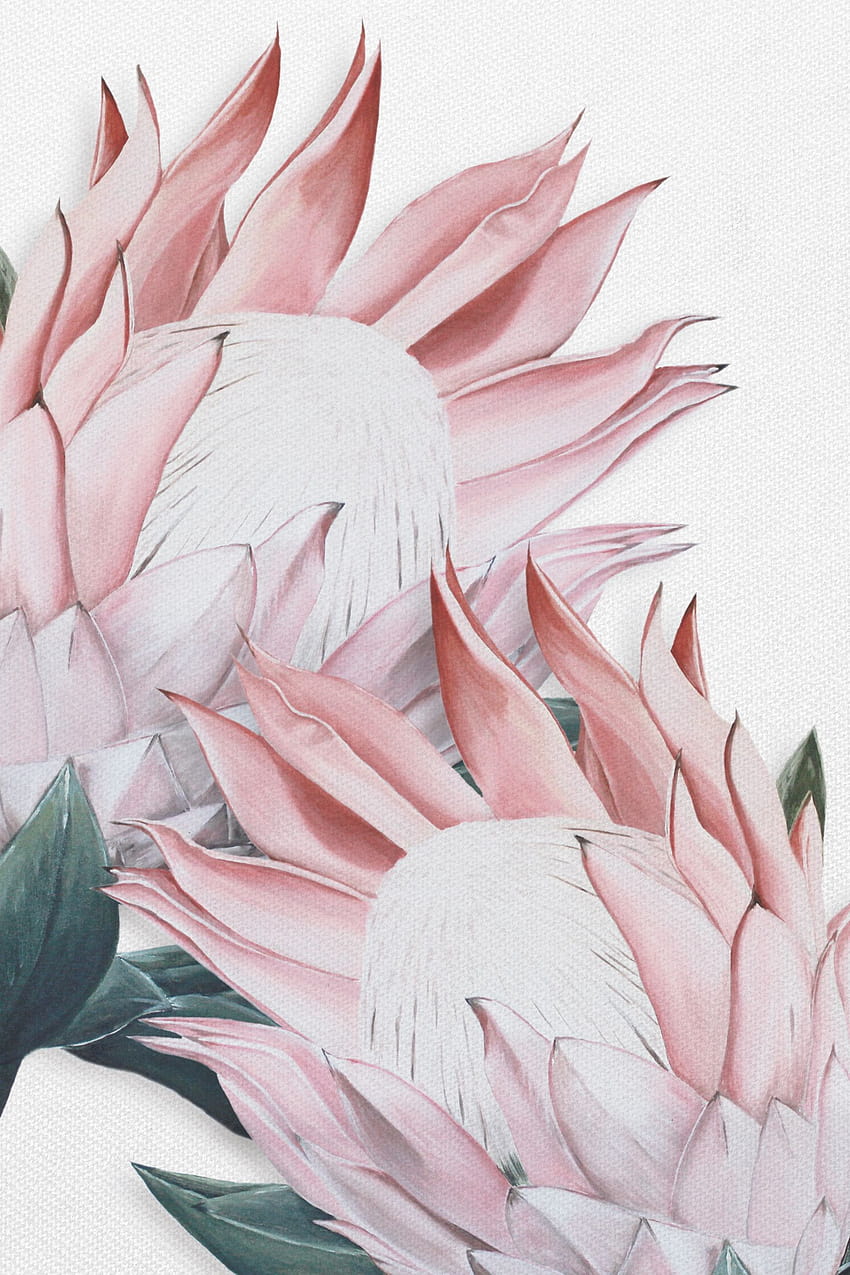 Rosa Protea-Malerei. Acryl auf Leinwand HD-Handy-Hintergrundbild