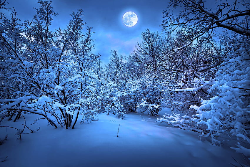 Група зимни нощни фонове, магическа зима HD тапет