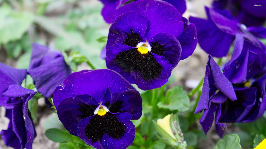 Purple pansies, pansy flowers HD wallpaper | Pxfuel