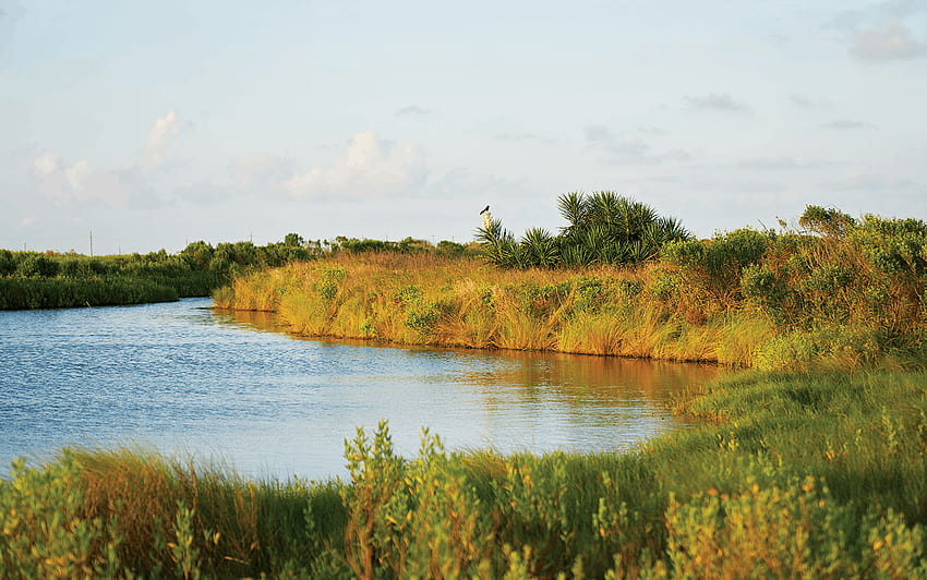 เวทมนตร์ที่เปราะบางของ Sea Rim State Park – Texas Monthly เวทมนตร์บนหนองน้ำเก่า วอลล์เปเปอร์ HD