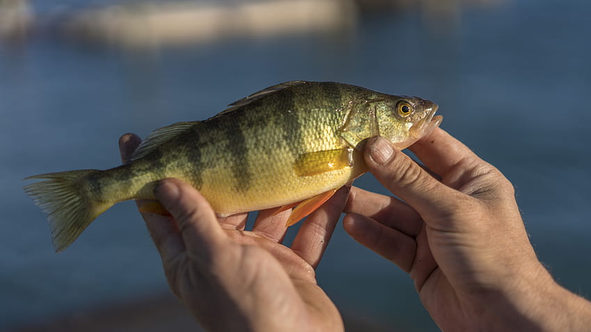 How to catch yellow perch: the best baits, lures and tackle plus tips on where to fish HD wallpaper