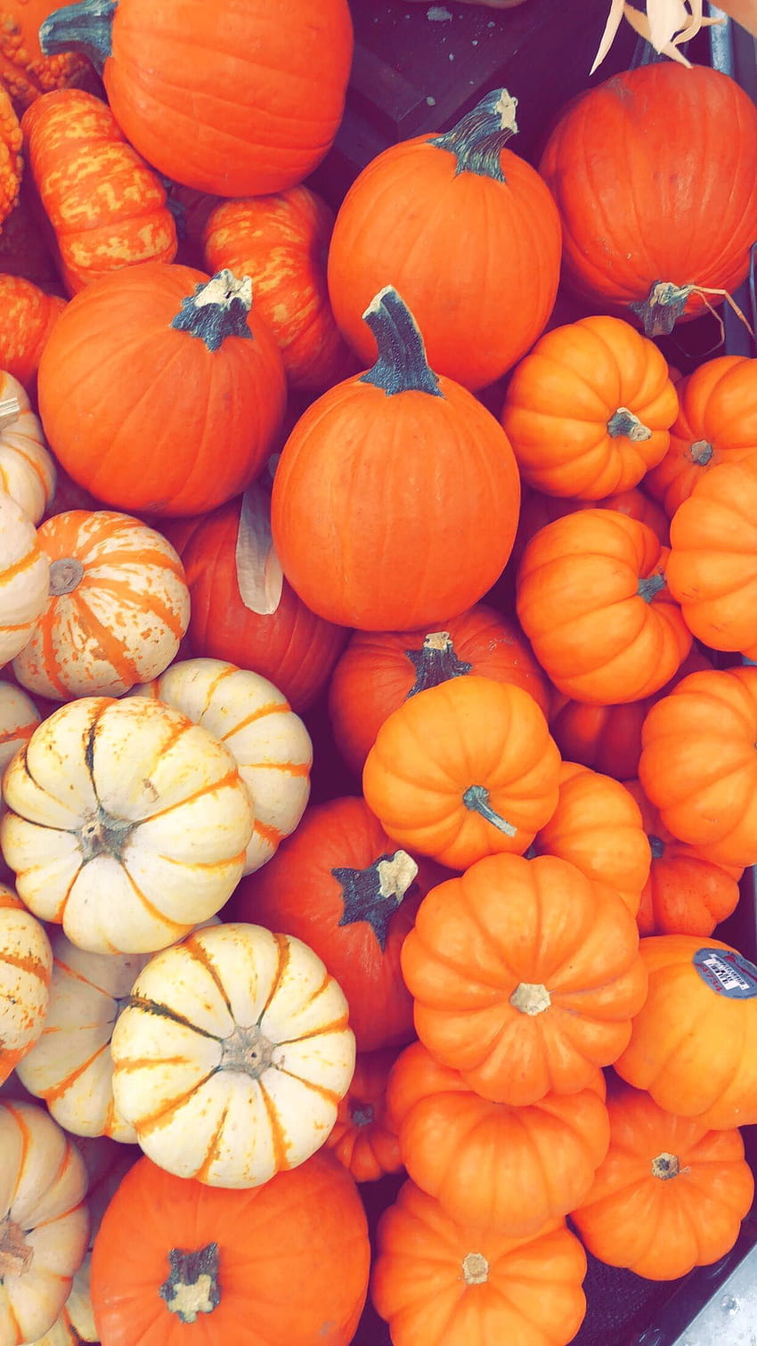 Fall Pumpkin Screensavers posted by Ethan Simpson, autumn pumkins HD phone wallpaper