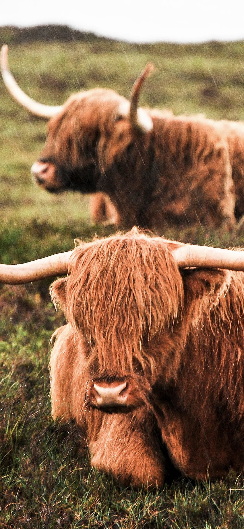 Highland Cow Iphone, cow winter HD phone wallpaper
