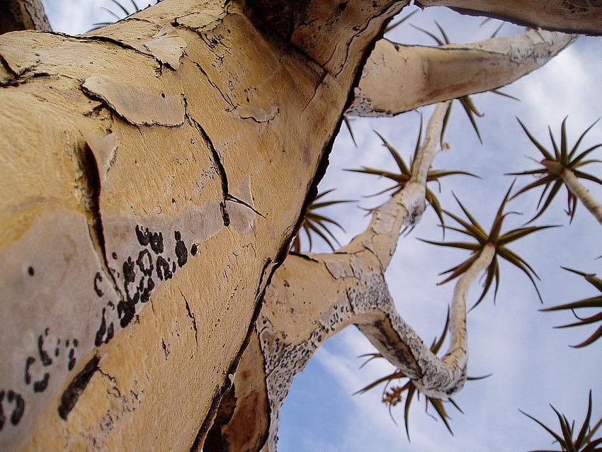 File:Quiver tree northern cape province.jpg, quiver trees HD wallpaper