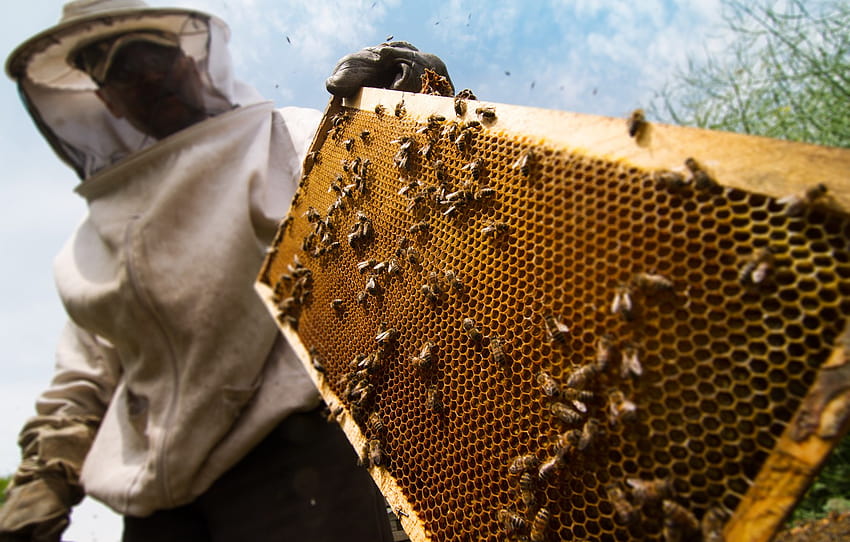 養蜂場、養蜂 高画質の壁紙