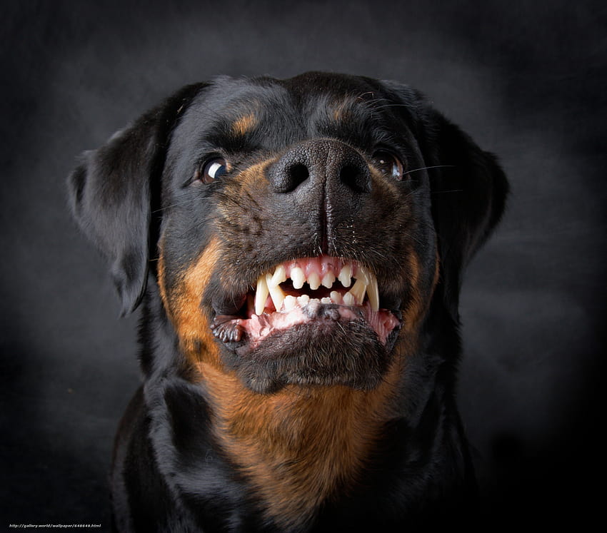 Dog, Dog, animals, evil in the resolution 5428x4774, evil dog HD ...