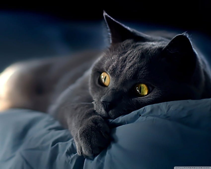 Dreamy Cat Ultra Backgrounds for U TV : & UltraWide & Laptop : Tablet : Smartphone HD wallpaper