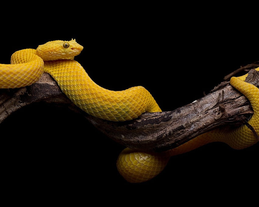 Yellow snake, scales, black backgrounds 640x960 iPhone 4/4S , background HD wallpaper
