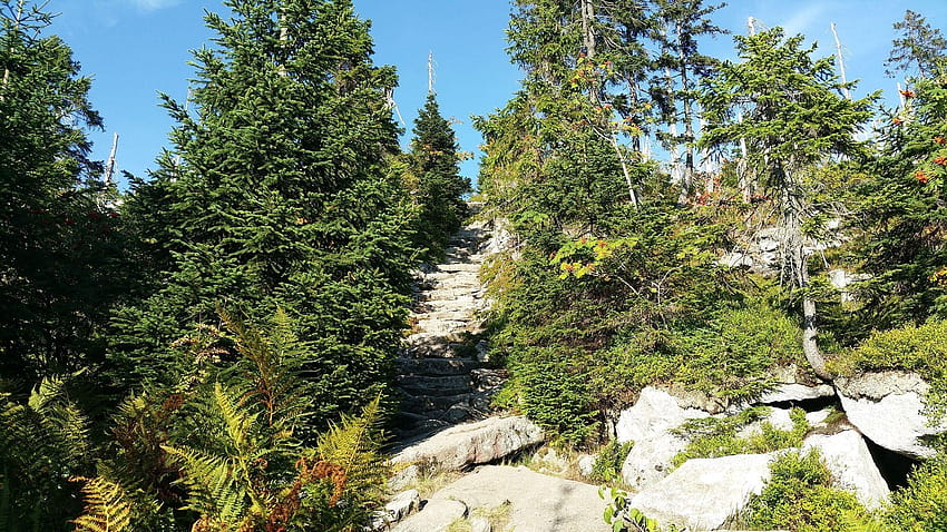 Best Wildlife Trails in Bavarian Forest National Park HD wallpaper