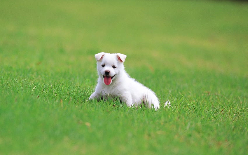공원에 있는 귀여운 강아지, 풀밭에 있는 강아지, 사랑스러운 강아지, 작은 개 HD 월페이퍼