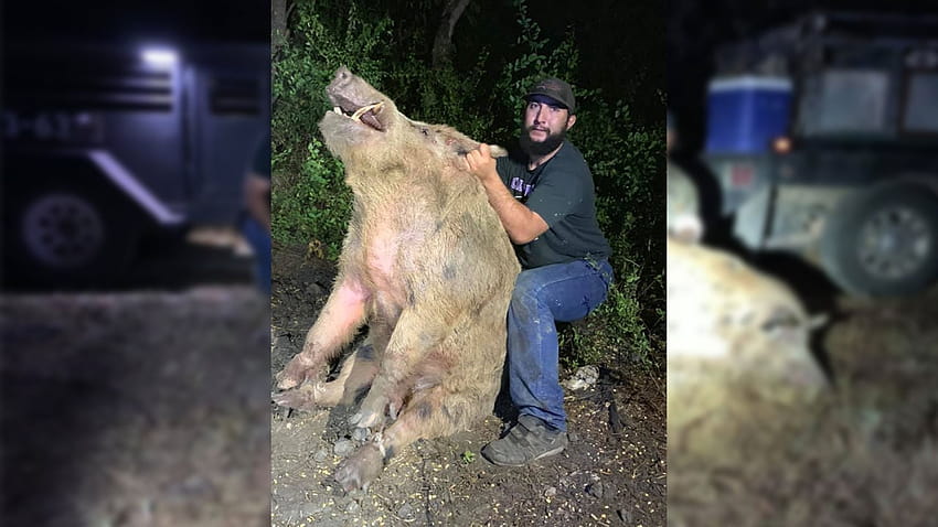 411 lb. wild boar caught near San Antonio golf course HD wallpaper | Pxfuel