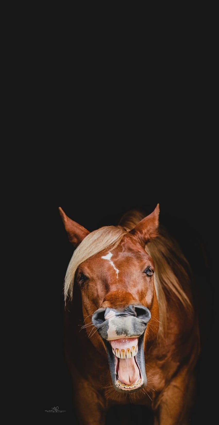 Ashley Payne Equine Portrait graphy, funny cute horse HD phone wallpaper