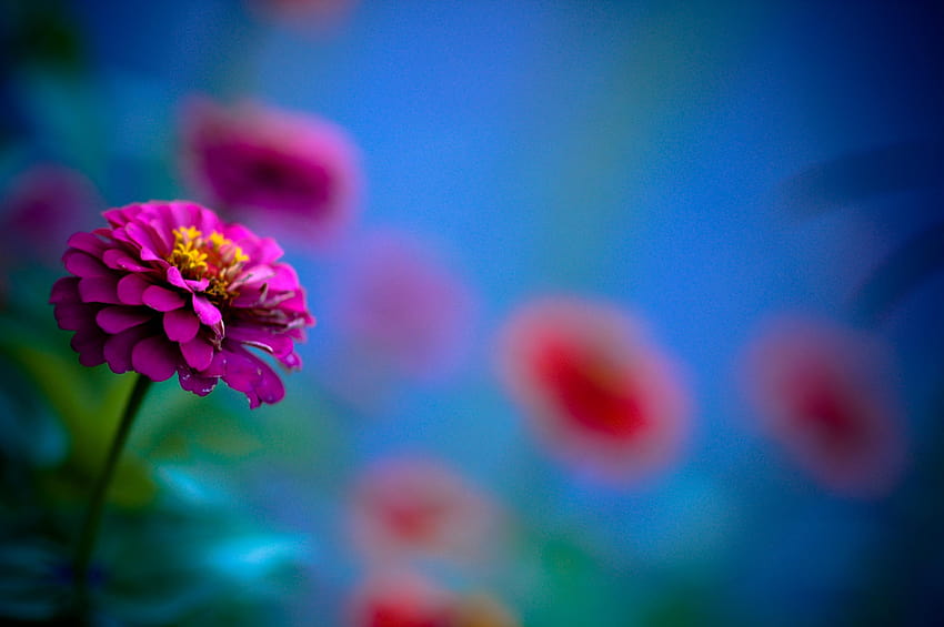 Purple Zinnia flower in selective color graphy HD wallpaper