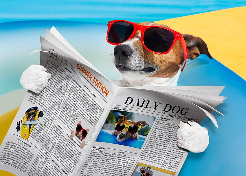 : eyewear, dog, sunglasses, funny, newspaper, dog sunglasses HD wallpaper