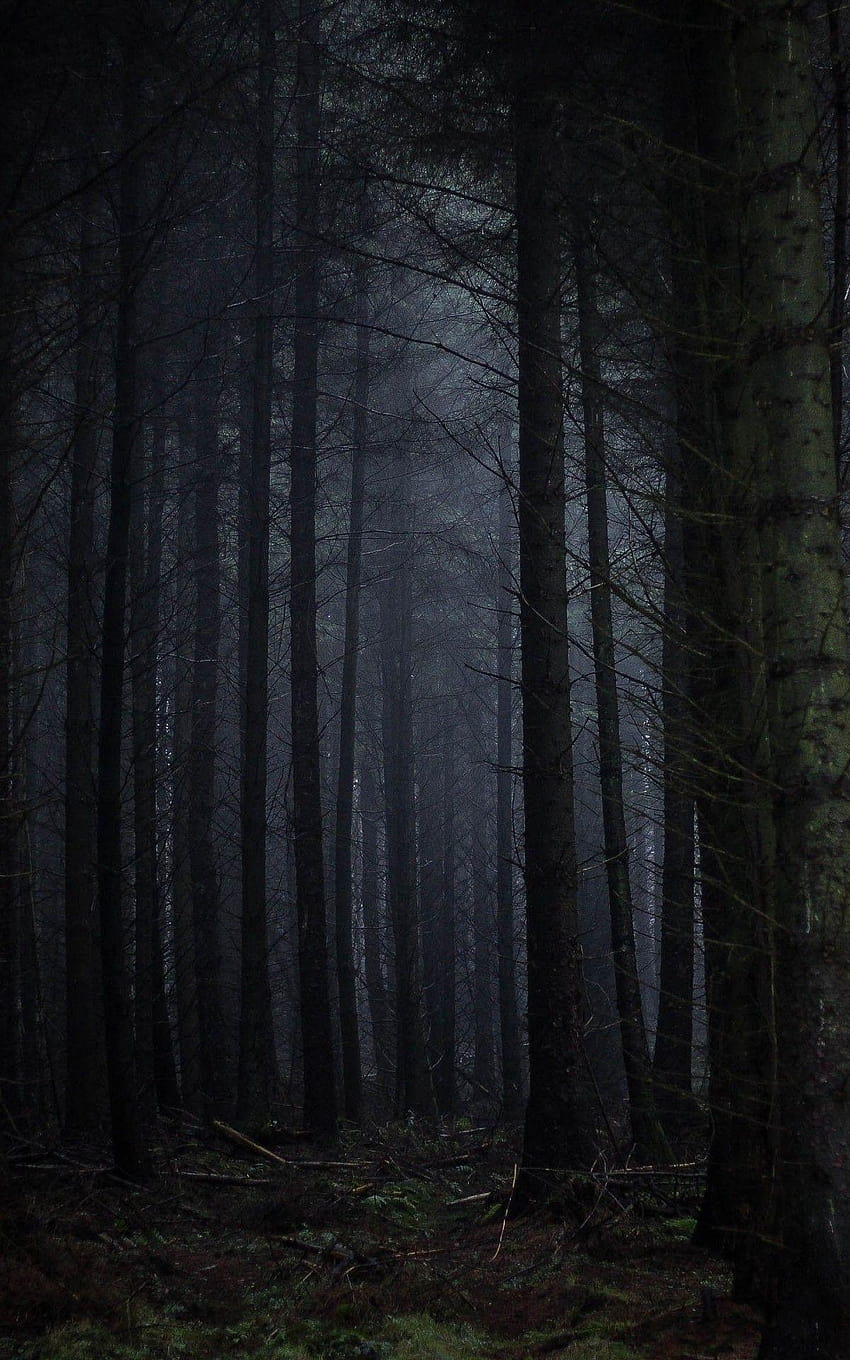 1200x1920 Ciemny Las, Mgła, Straszny, Drzewa dla ciemnego drzewa Tapeta na telefon HD