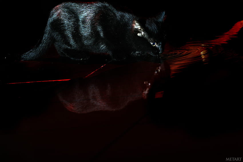 : black, water, red, Devil, Met Art, Black Cat, darkness, screenshot, computer , cat like mammal, macro graphy, small to medium sized cats 3504x2336, devil cat HD wallpaper