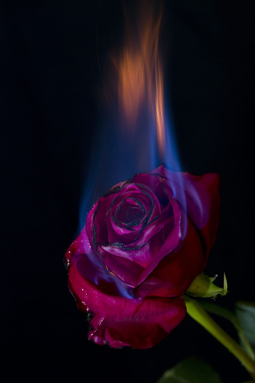 burning rose wallpaper by Vi- on DeviantArt
