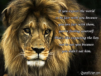 Beautiful Bob Marley Lion Wallpaper narnia quotes aslan quotesgram