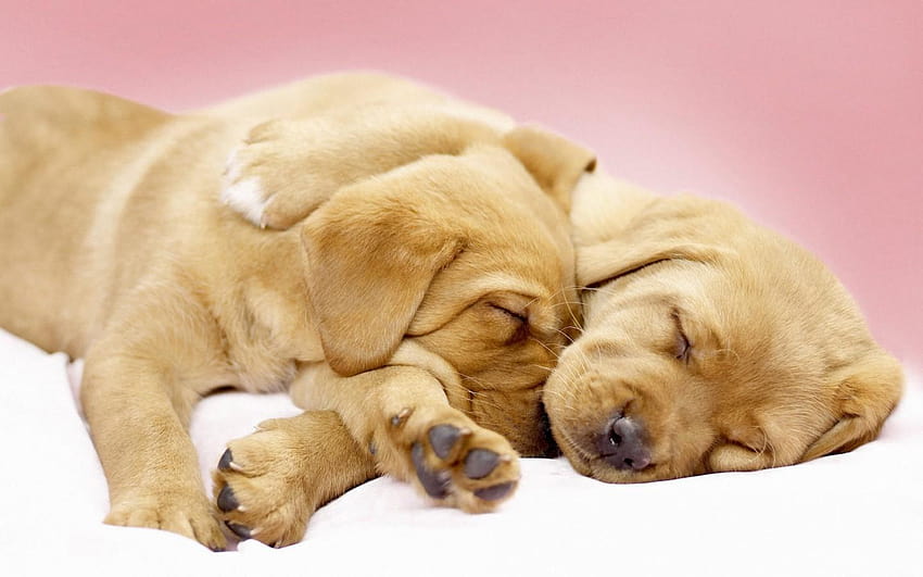Canine Cuddles, snuggling HD wallpaper