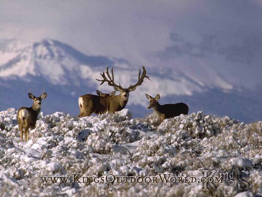4 Big Mule Deer, big elk HD wallpaper