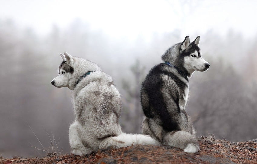 otoño, bosque, perros, mira, naturaleza, pose, niebla, dos, mañana, pareja, una pareja, dúo, husky, sentado, dos perros, husky siberiano , sección собаки fondo de pantalla