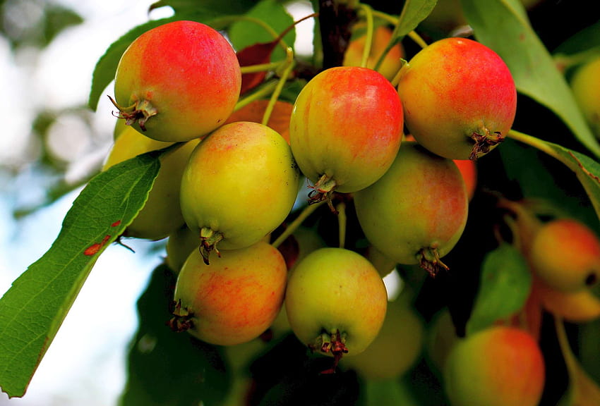 apple, apples, fruit, fruitful apple tree, nature, ripe fruit, sad HD wallpaper