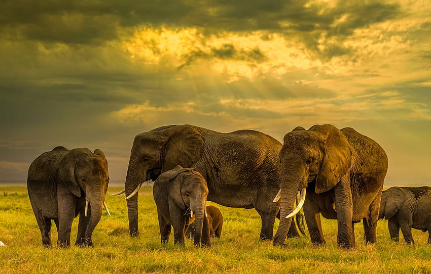 field, elephant, elephants, family, the herd, the elephant, elephant, a herd of elephants , section животные, elephant family HD wallpaper