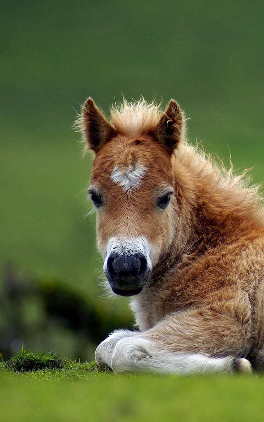 Lie grass horse beautiful pony, miniature horse HD phone wallpaper | Pxfuel