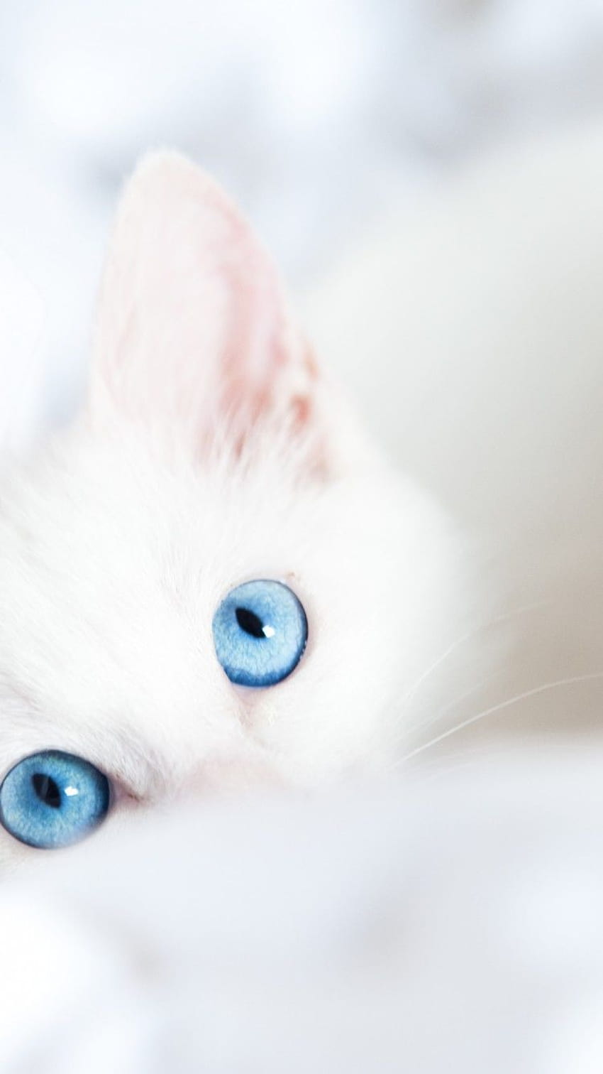 Iphone White Cat, cat iphone HD phone wallpaper | Pxfuel