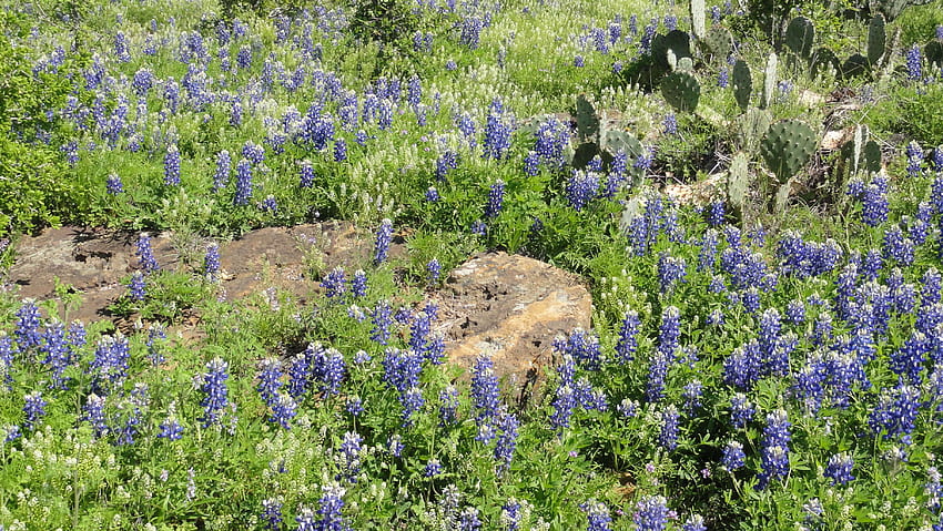 3028443 bluebonnets, flowers, spring, texas, wildflower, texas