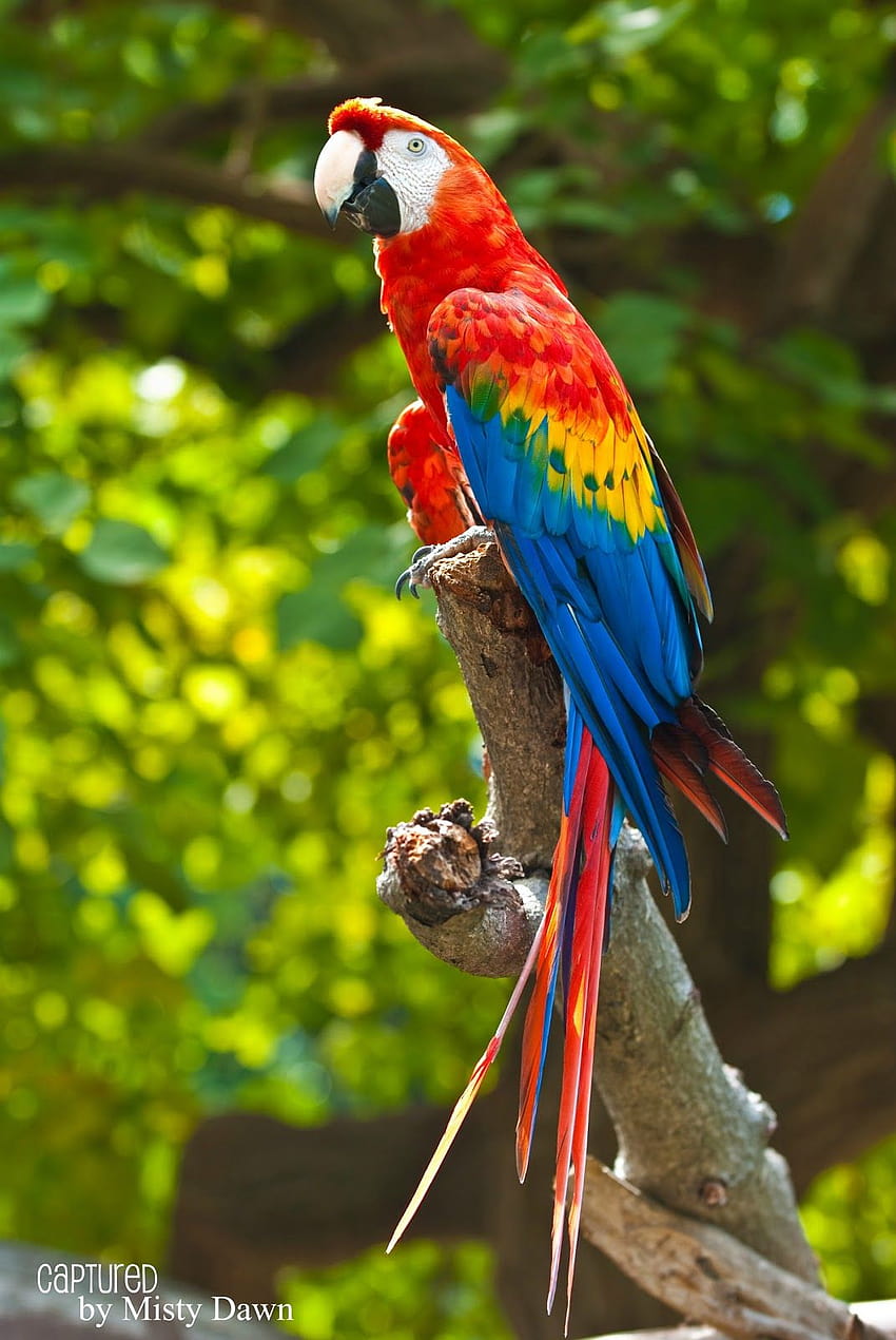 macaw berwarna-warni wallpaper ponsel HD