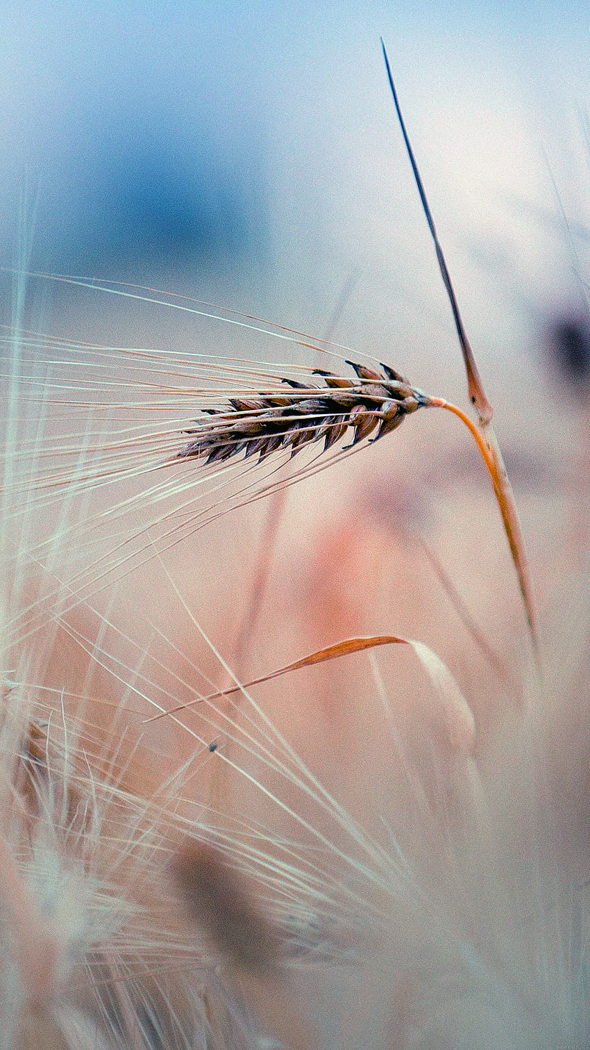 Rice Leaf Nature Blue Bokeh Blur Android, nature blur HD phone wallpaper