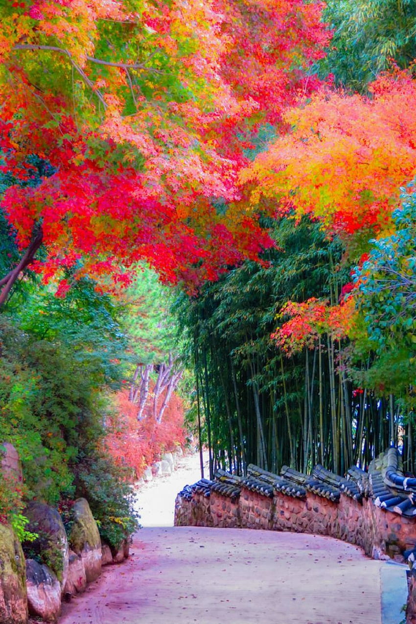 The incredible colors of South Korea during autumn. Just one of the many beautiful things to do and s…, autumn south korea HD phone wallpaper