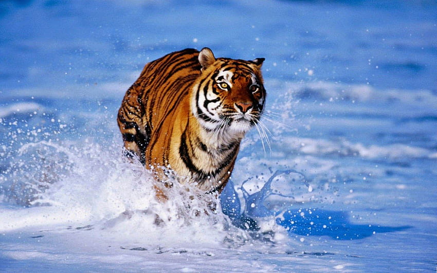 królewski tygrys bengalski Tapeta HD